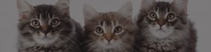 Harwyn Boarding Cattery