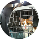 Harwyn Cattery - cat taxi service