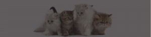 Harwyn Cattery cat boarding